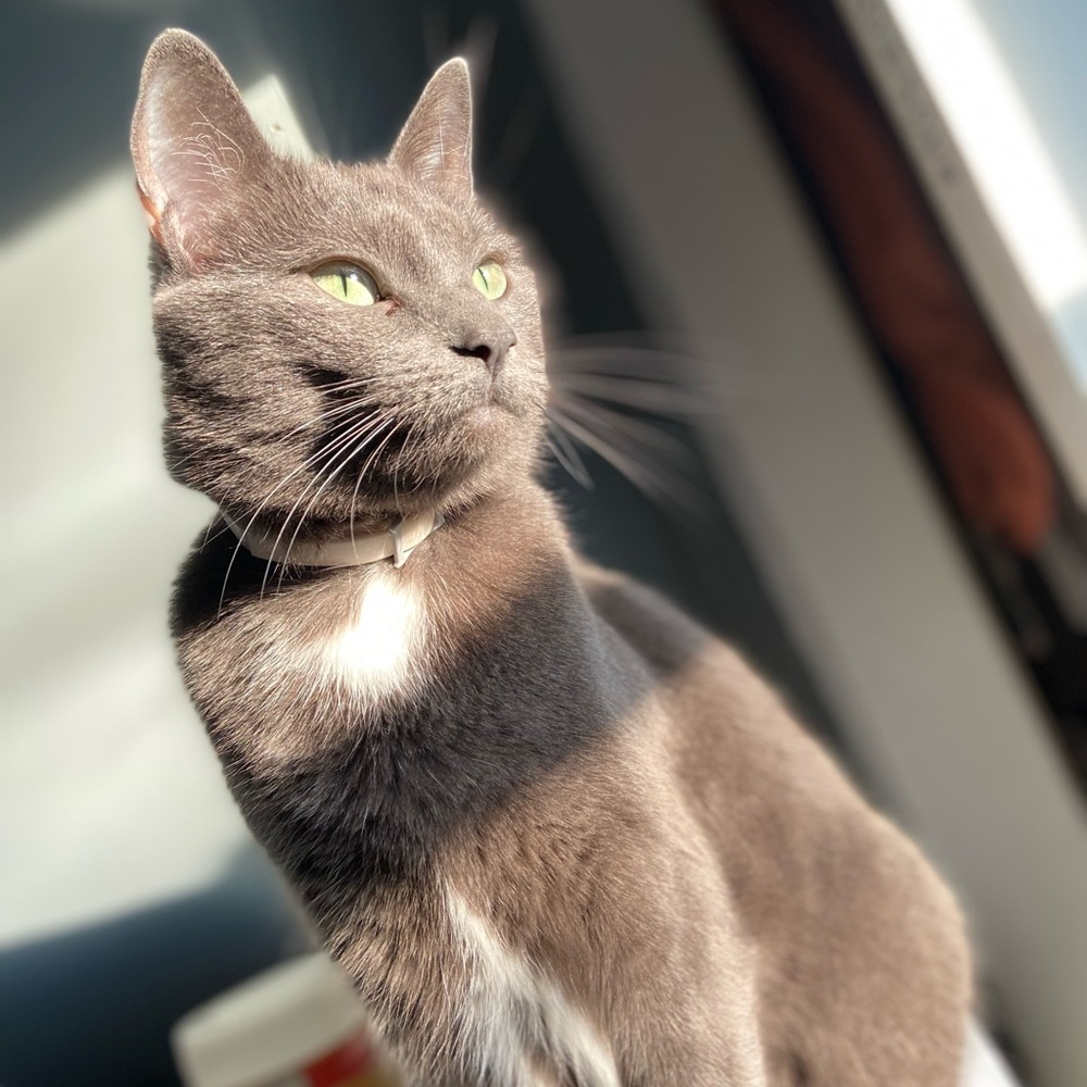 Meet your Posher, Ava